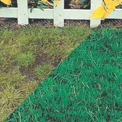 Canada Green™ Grass