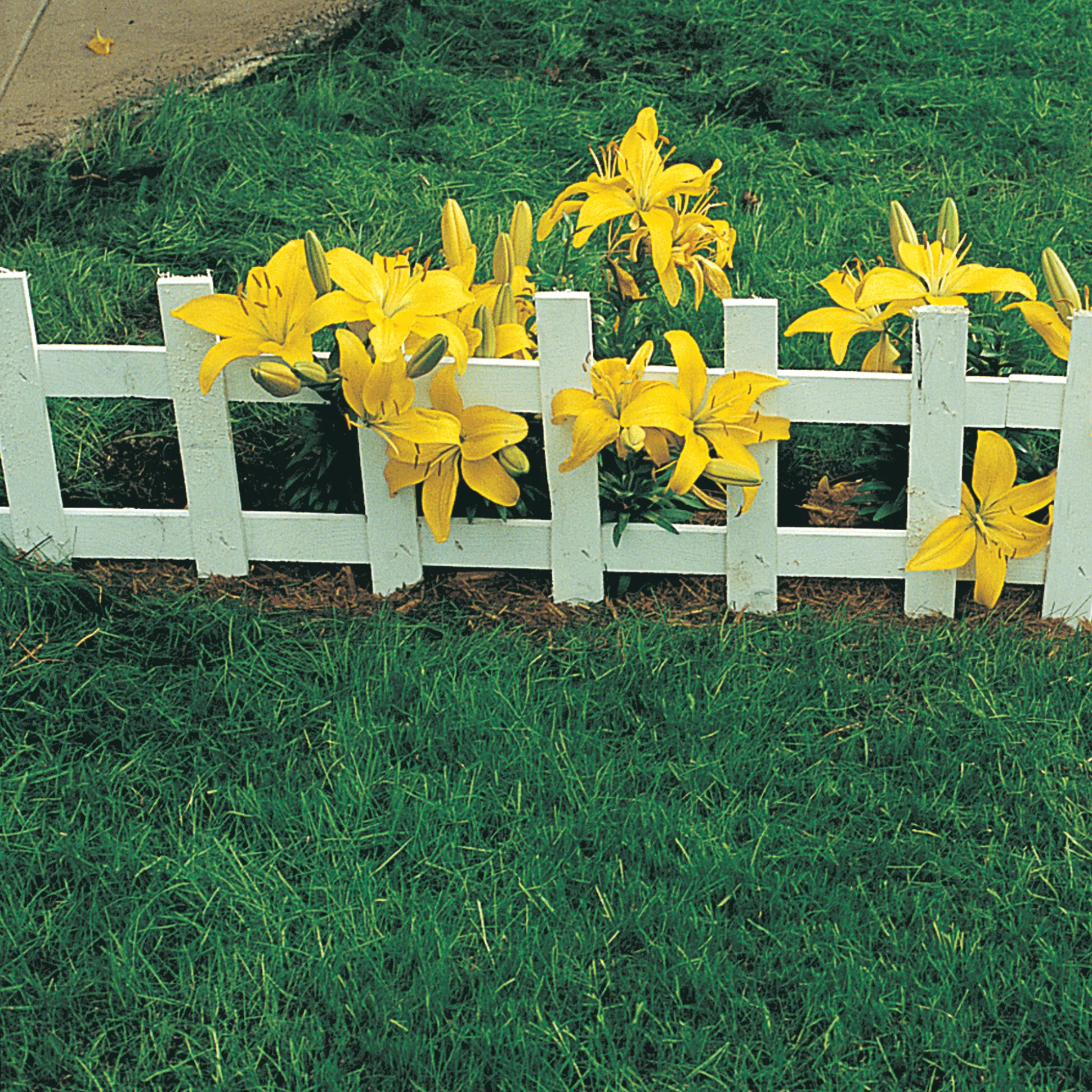 Canada Green™ Grass
