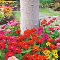 Dwarf Zinnia Tree Ring