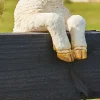 Farmhouse Peekaboo Animal Garden Statues