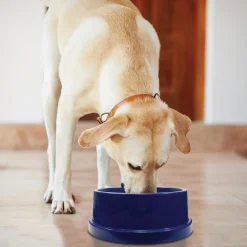 K&H Pet Coolin' Bowl