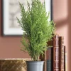 Live Lemon Cypress Tree