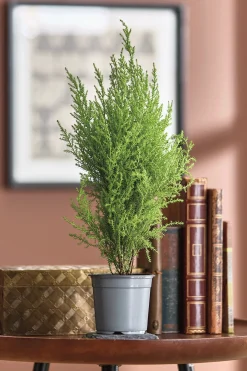 Live Lemon Cypress Tree