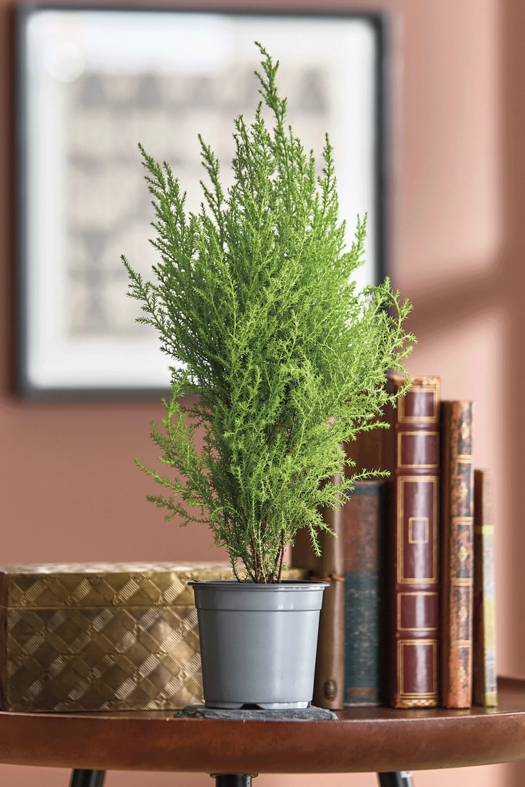 Live Lemon Cypress Tree