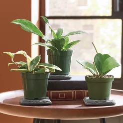 3-Piece Live Hoya Assortment
