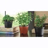 Set of 3 Live Succulents
