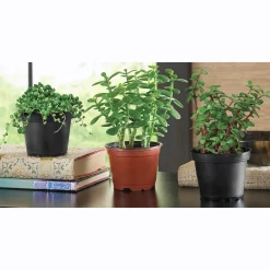 Set of 3 Live Succulents